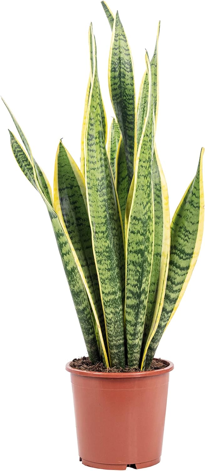 Sanseviera trifasciata laurentii