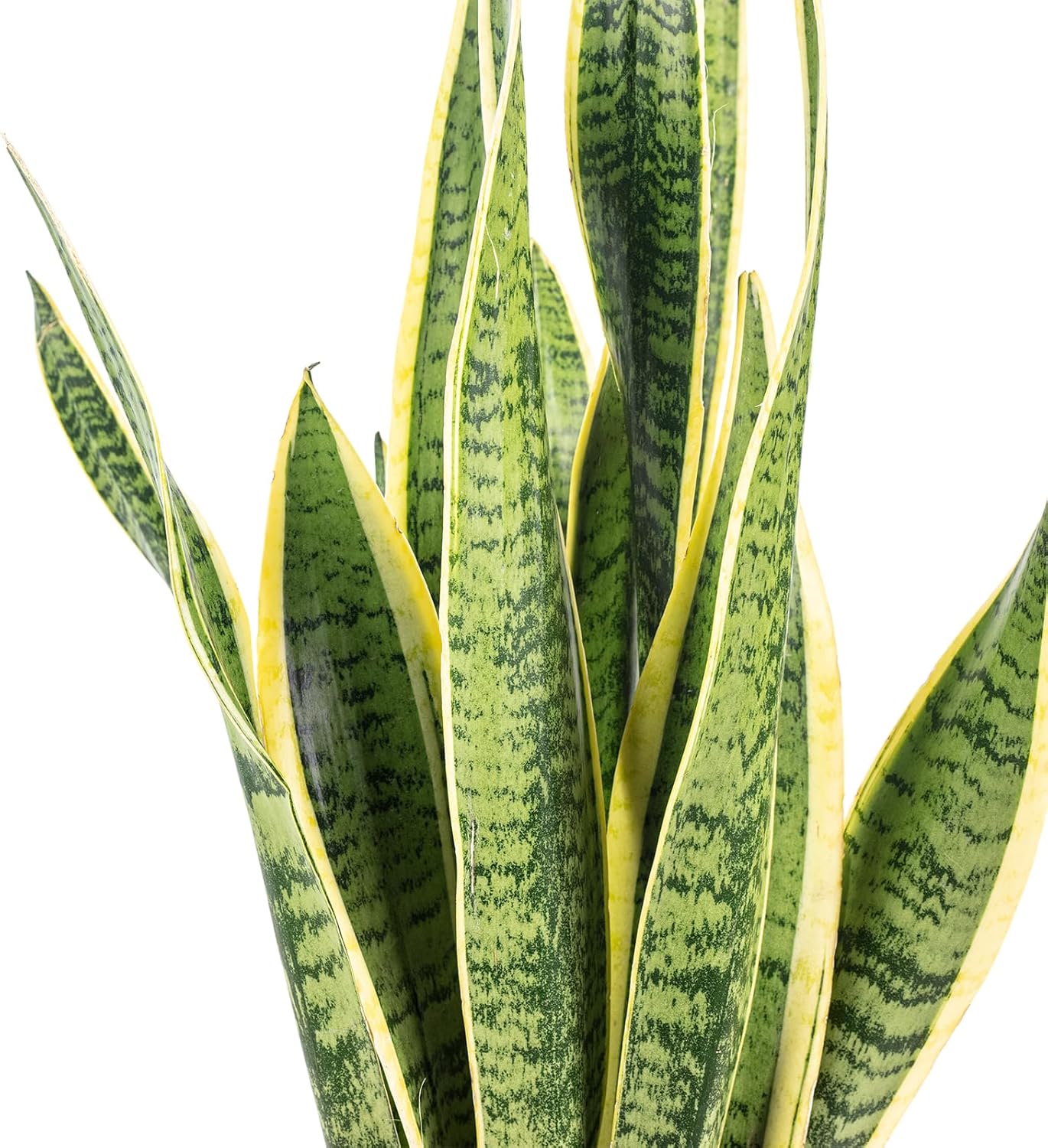 Sanseviera trifasciata laurentii