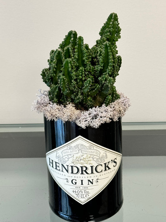 Cactus in Hendrick's