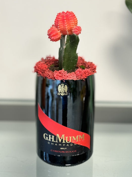 Grassa in Mumm